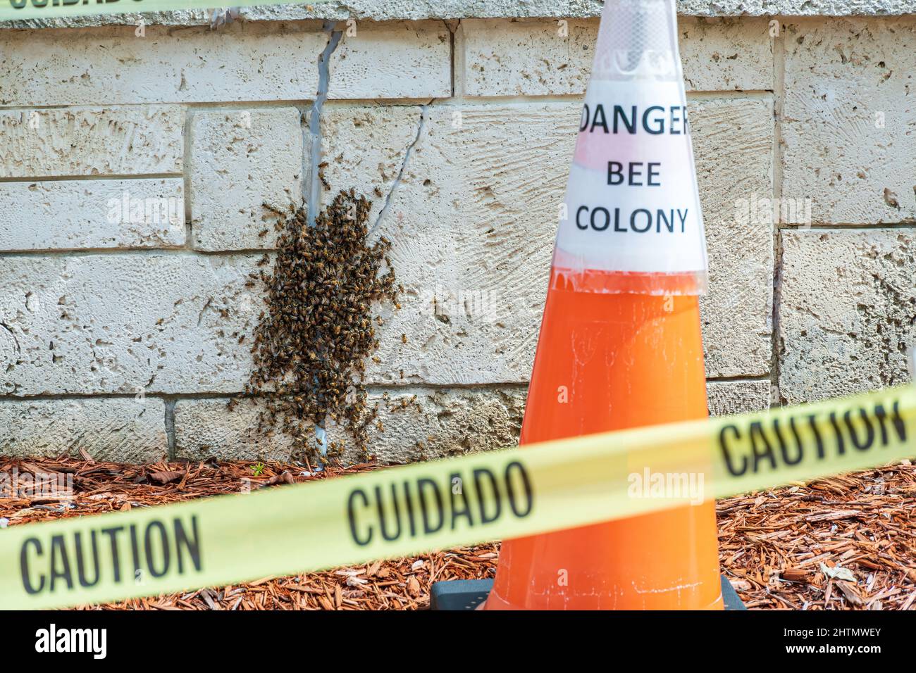 Caution tape and orange cone in front of colony of western honey bees (Apis mellifera) - Hollywood, Florida, USA Stock Photo