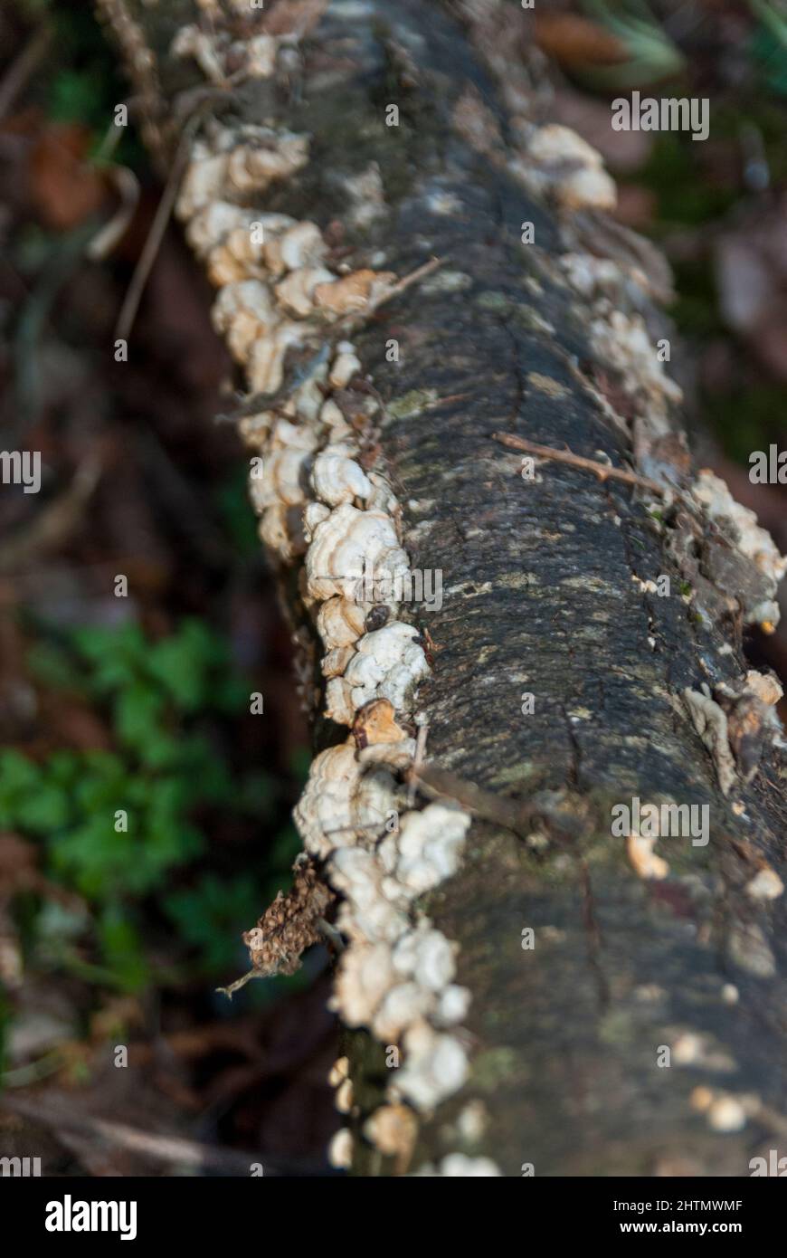 Tree branch with mushrooms on the sides in humid forest in autumn Stock Photo