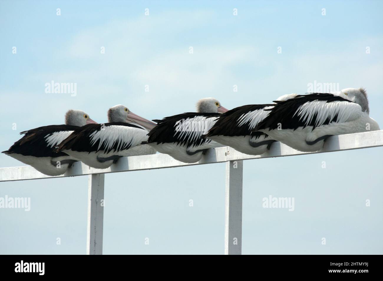 FIVE PELICANS (GENUS PELICANUS) RESTING SIDE BY SIDE ON A TIMBER FRAME, NEW SOUTH WALES, AUSTRALIA. Stock Photo