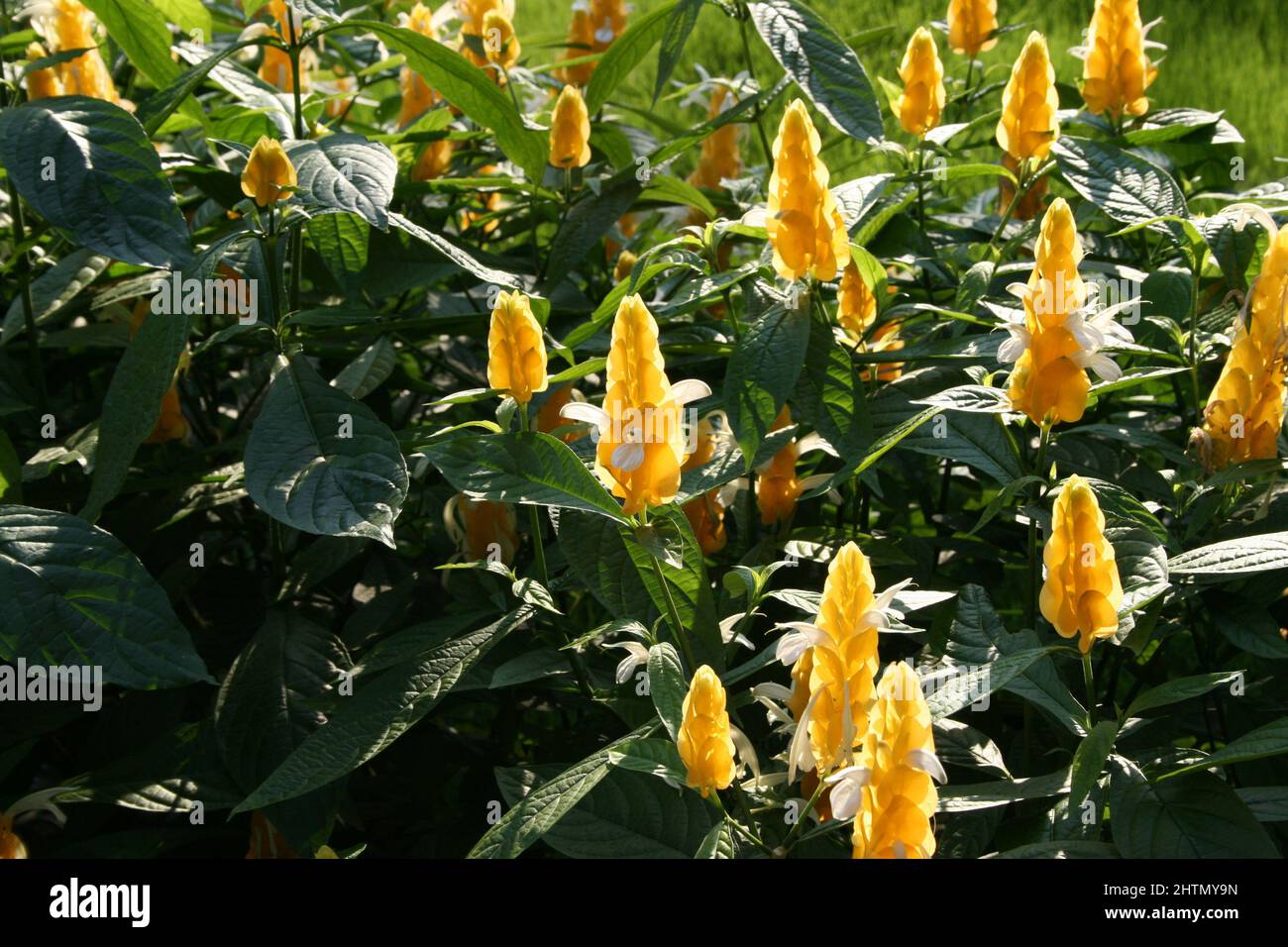GARDEN BED OF LOLLIPOP FLOWERS (PACHYSTACHYS LUTEA) ALSO KNOWN AS GOLDEN SHRIMP PLANT. Stock Photo