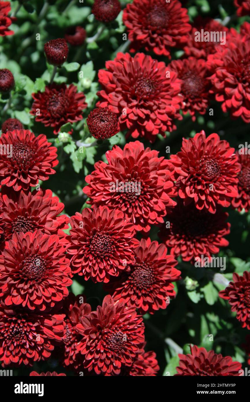 RED CHRYSANTHEMUM (MUMS) FLOWERS Stock Photo