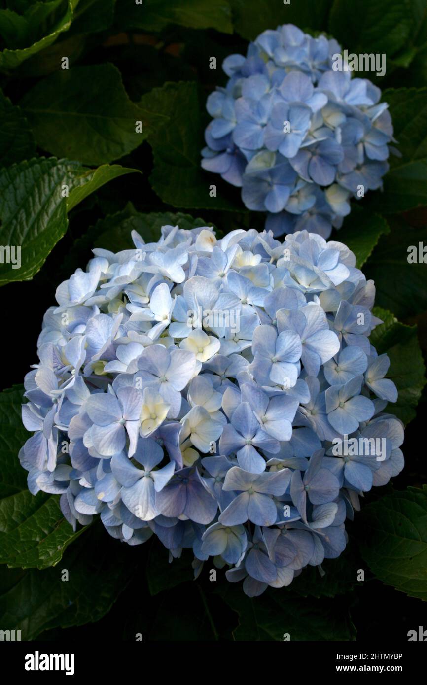 PALE BLUE BIG LEAF HYDRANGEA FLOWERS Stock Photo