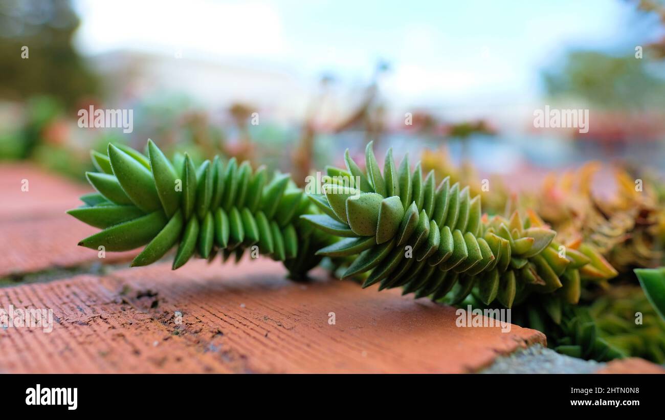 Close-up of the Crassula succulent plant in a garden; member of the stonecrop (Crassulaceae) family. Stock Photo
