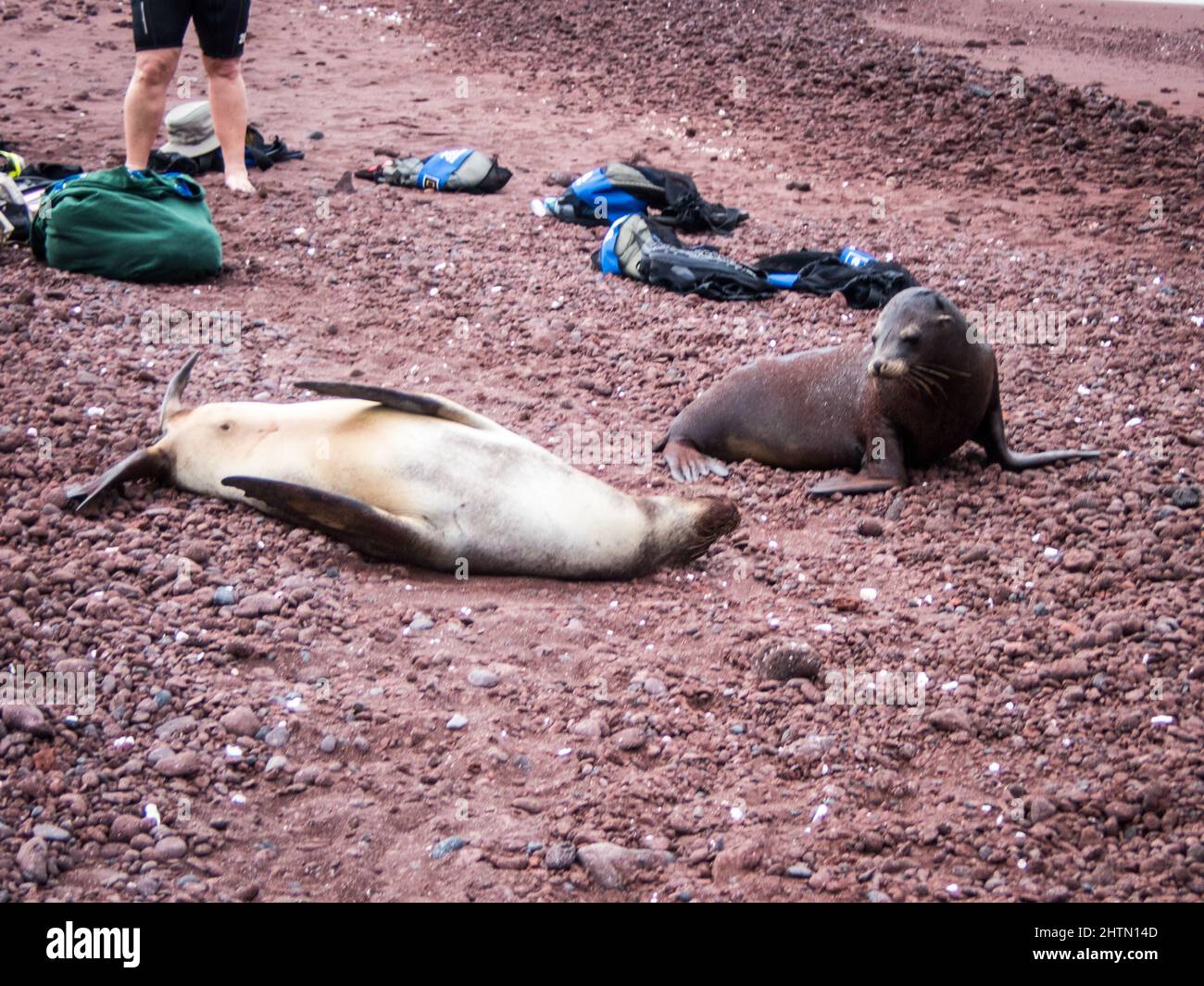 Sea lions bask on a beach with tourists Stock Photo
