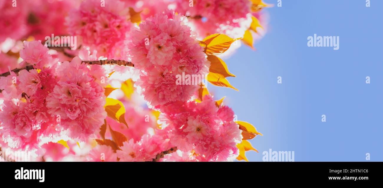 Spring banner, blossom background. Cherry blossom. Background with flowers on a spring day. Sacura cherry-tree. Spring blossom background. Stock Photo