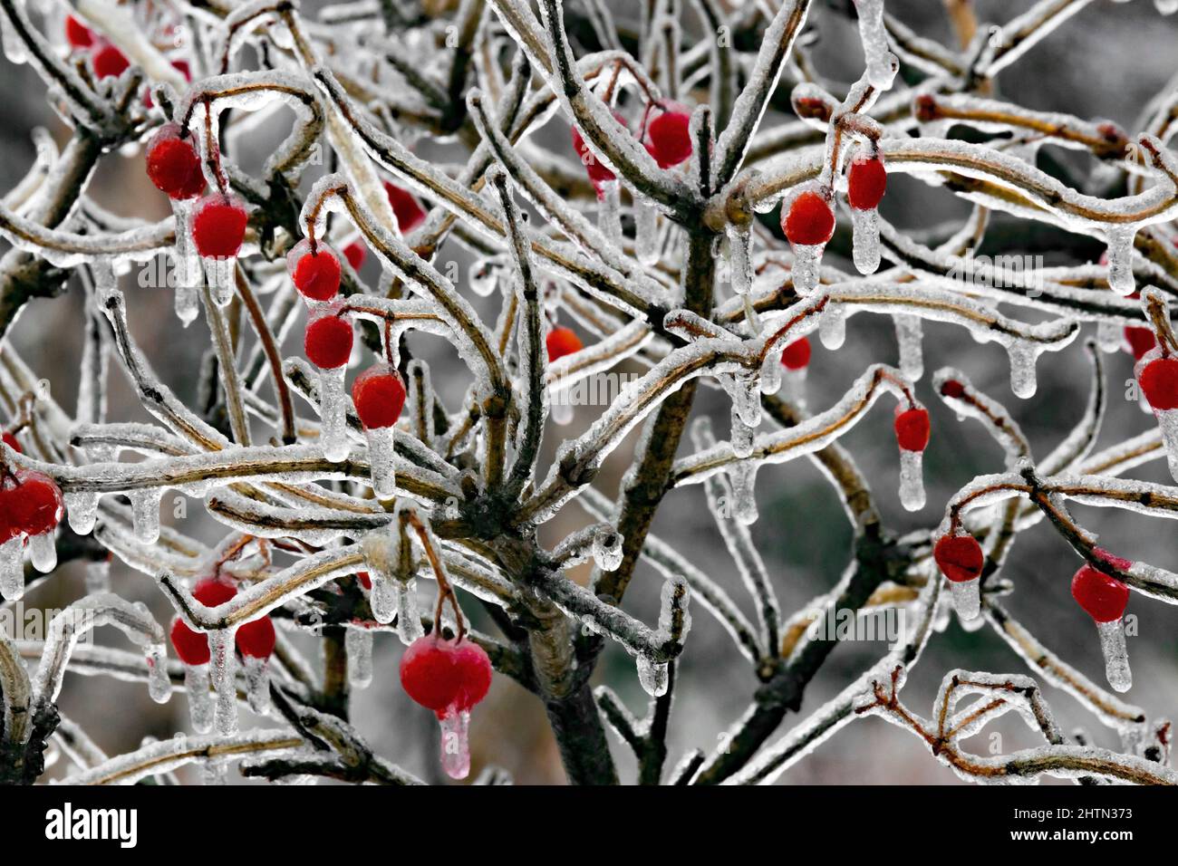 Ice Encrusted Highbush Cranberry during an ice storm in Pennsylvania's Pocono Mountains Stock Photo