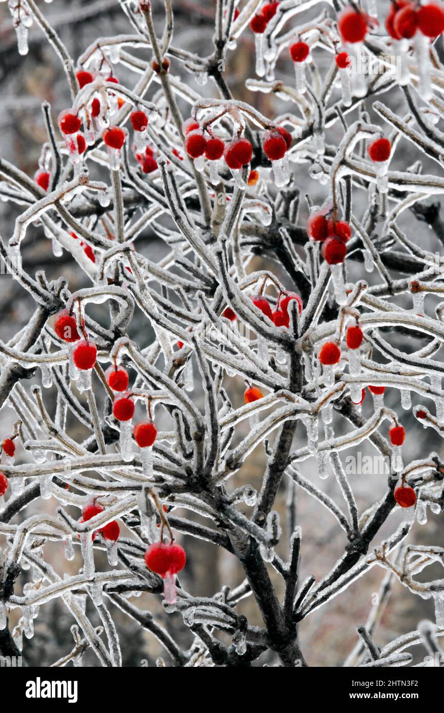 Ice Encrusted Highbush Cranberry during an ice storm in Pennsylvania's Pocono Mountains Stock Photo