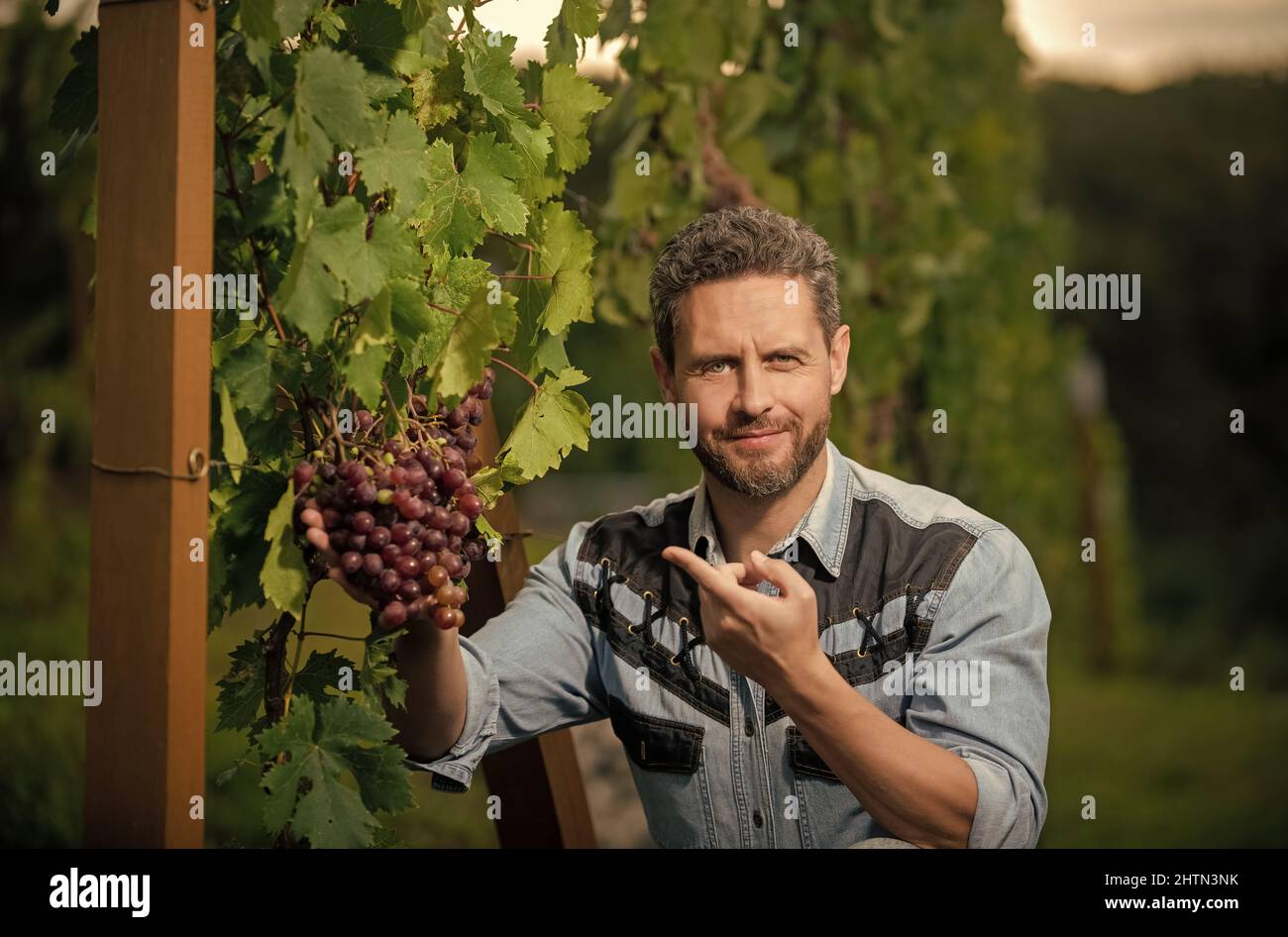 vinedresser with grapes bunch. male vineyard owner. professional winegrower on grape farm Stock Photo