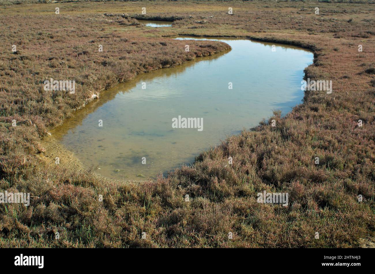 Natural ponds and vegetation in the Ria Formosa natural reserve. Algarve, Portugal Stock Photo