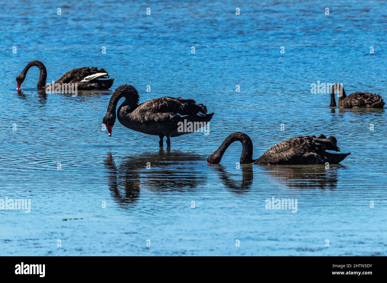 Black swans in shallow water Stock Photo