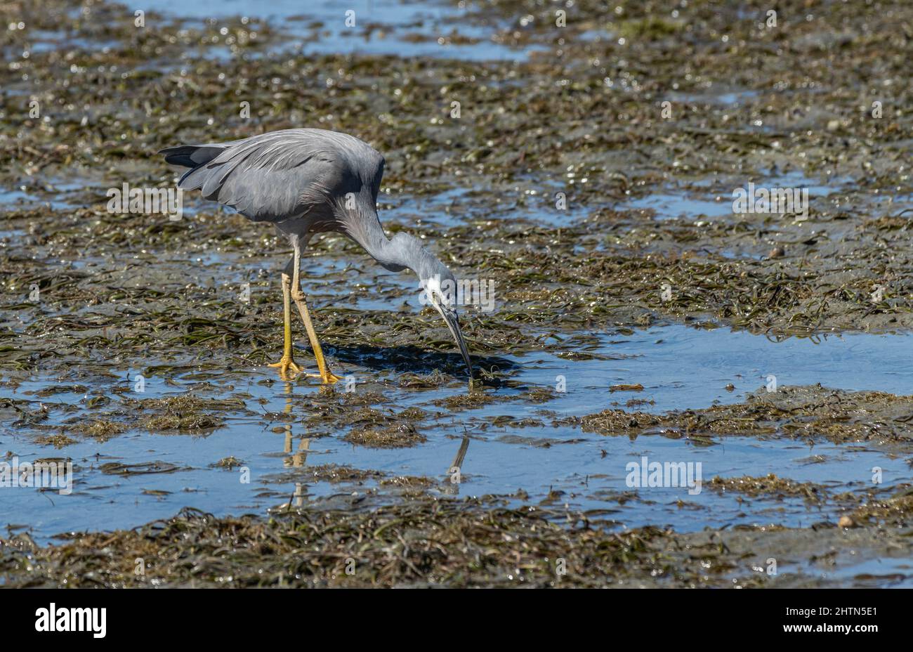 White faced heron hunting in shallows Stock Photo