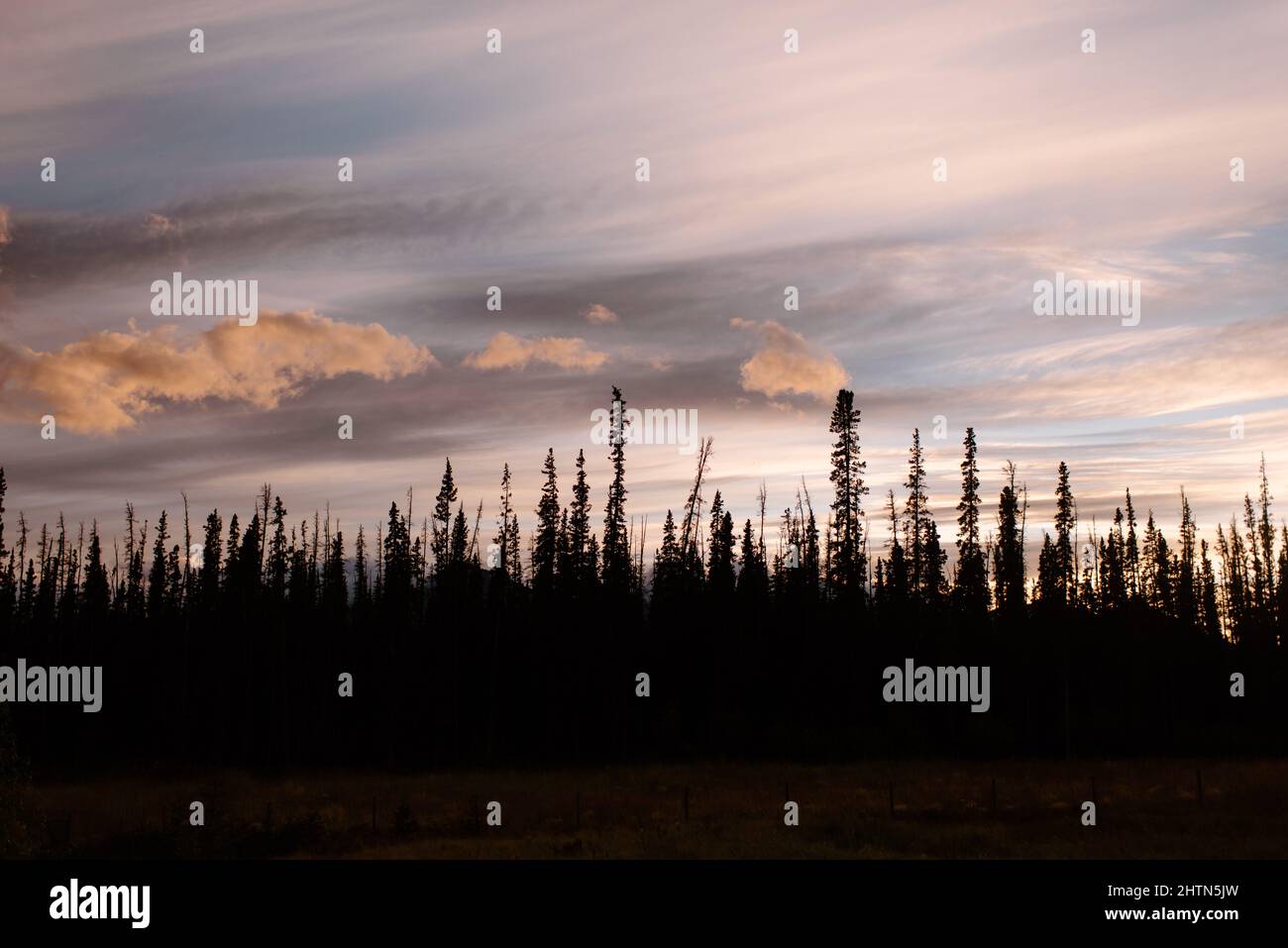 Canada, Yukon, Whitehorse, Silhouettes of trees against sunset sky Stock Photo