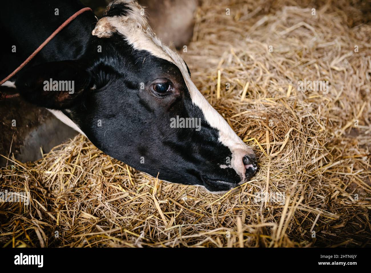 Cow Feeding Grazing Grass in Dairy Cattle Farm, Business Livestock and