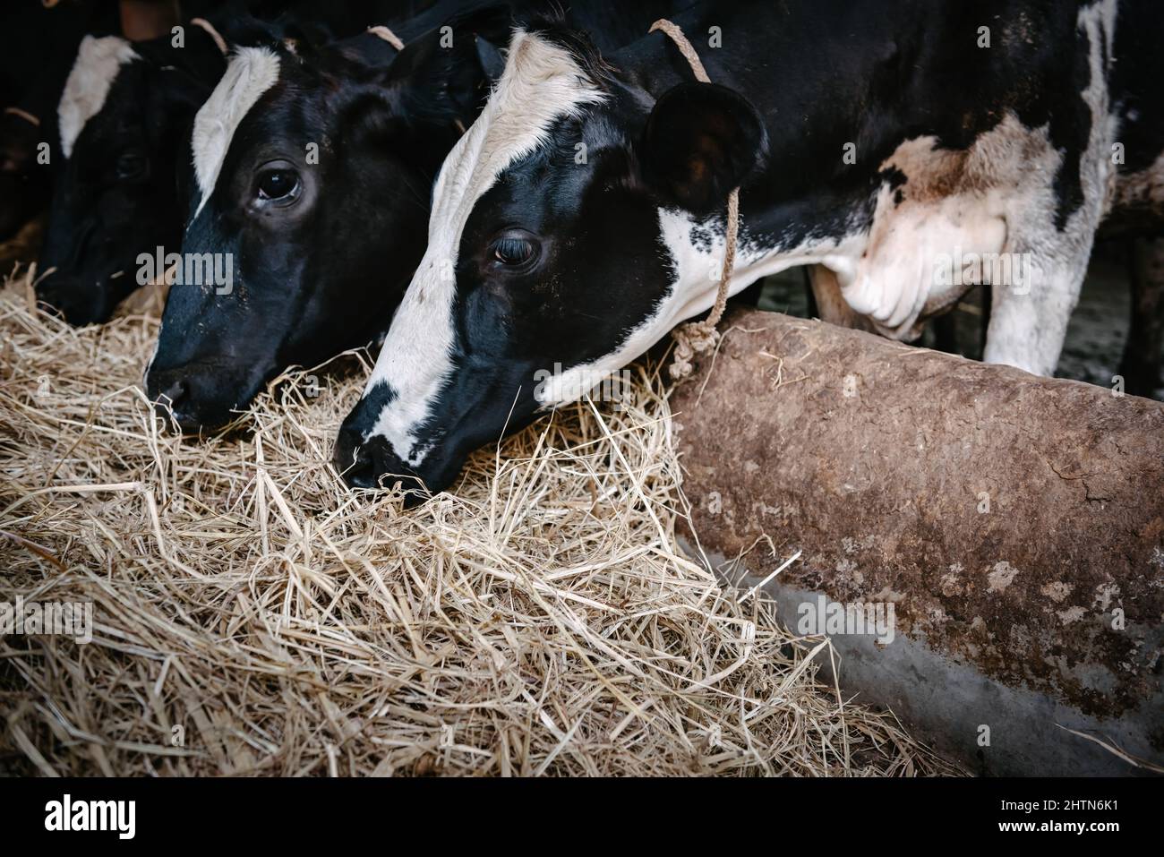 Cow Feeding Grazing Grass in Dairy Cattle Farm, Business Livestock and ...