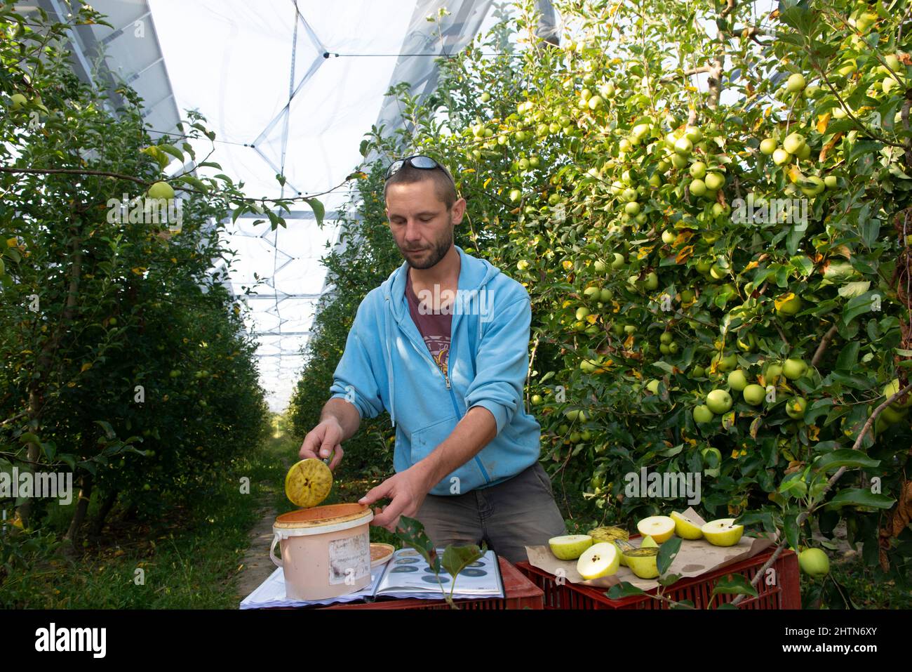 Apples grown using photovoltaic awnings Stock Photo