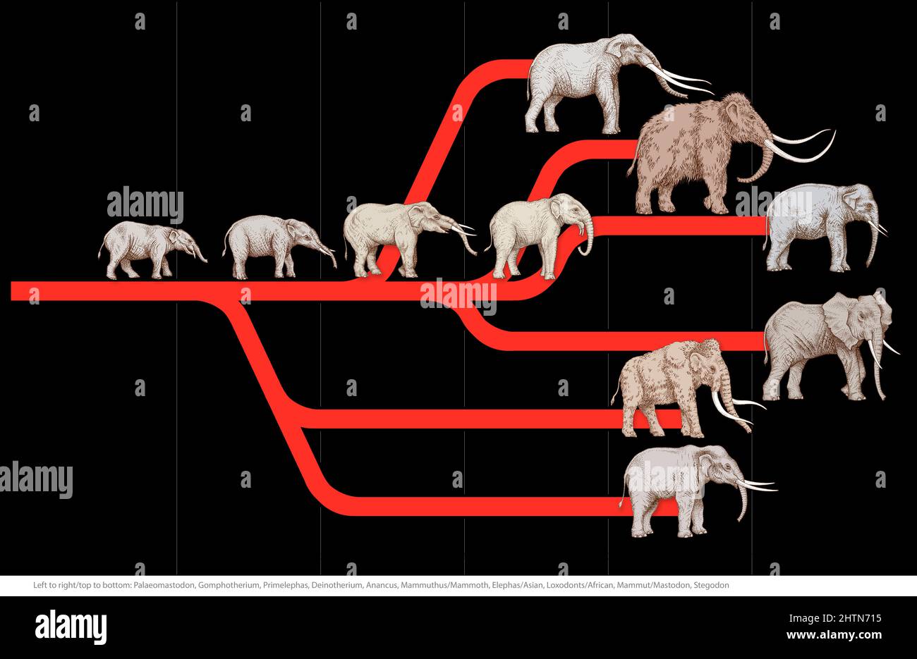 Elephant Evolution Chart