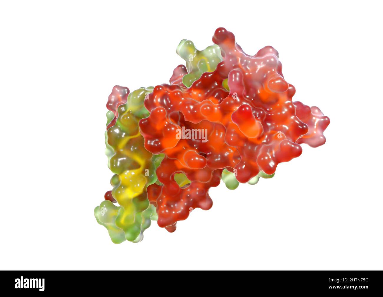 Interferon gamma, illustration Stock Photo - Alamy