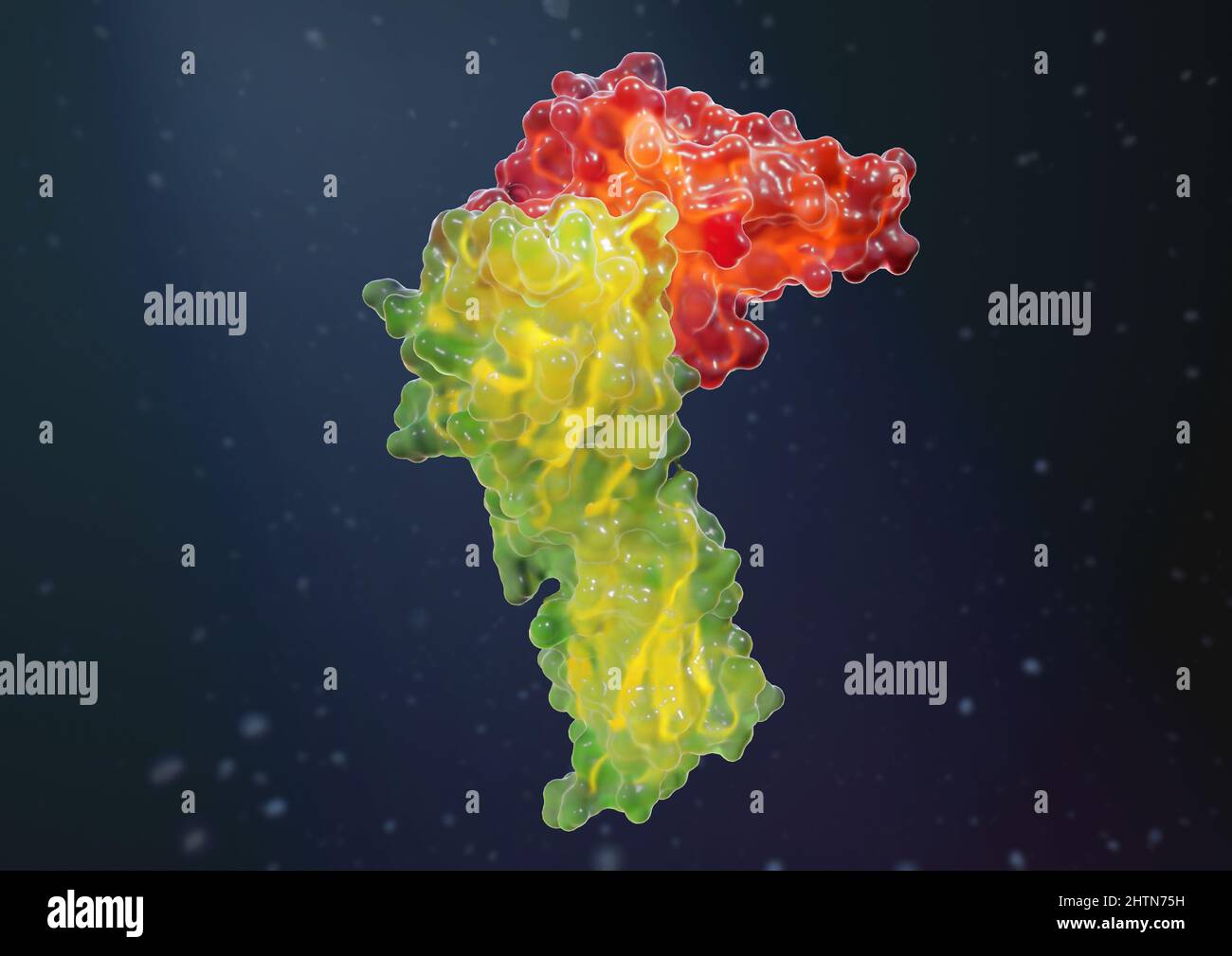 PD-1 binding to PD-L1, illustration Stock Photo - Alamy