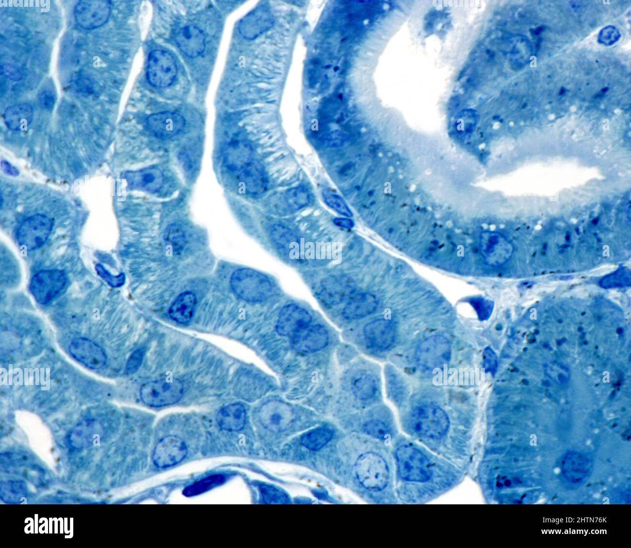 Kidney cortex, light micrograph Stock Photo