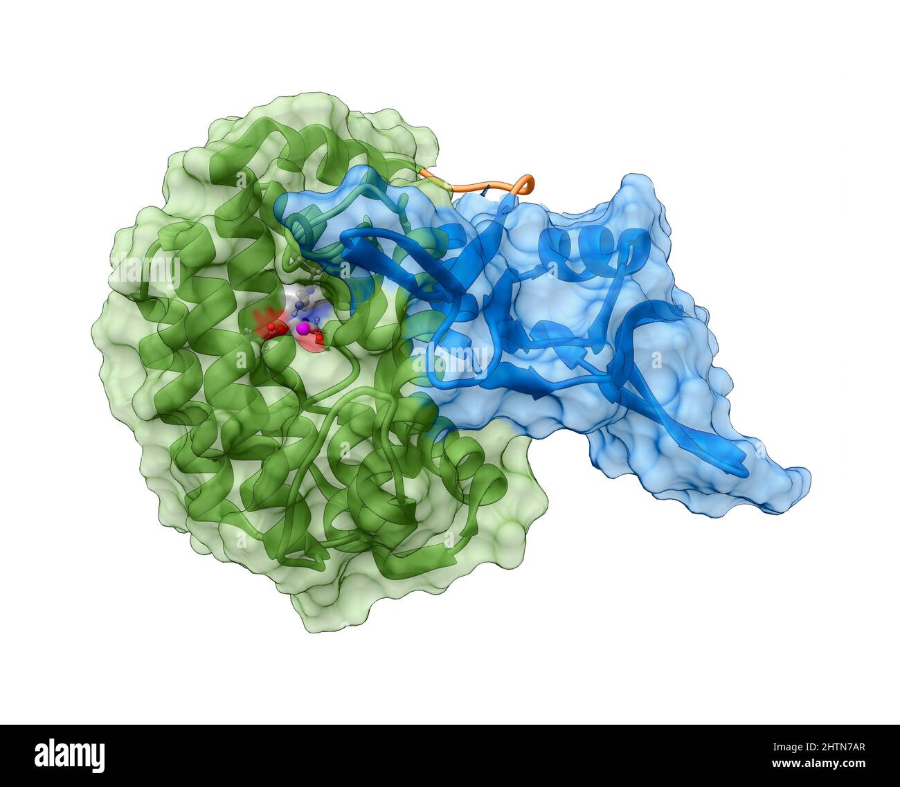 CRISPR Cas 1 nuclease, molecular model Stock Photo - Alamy