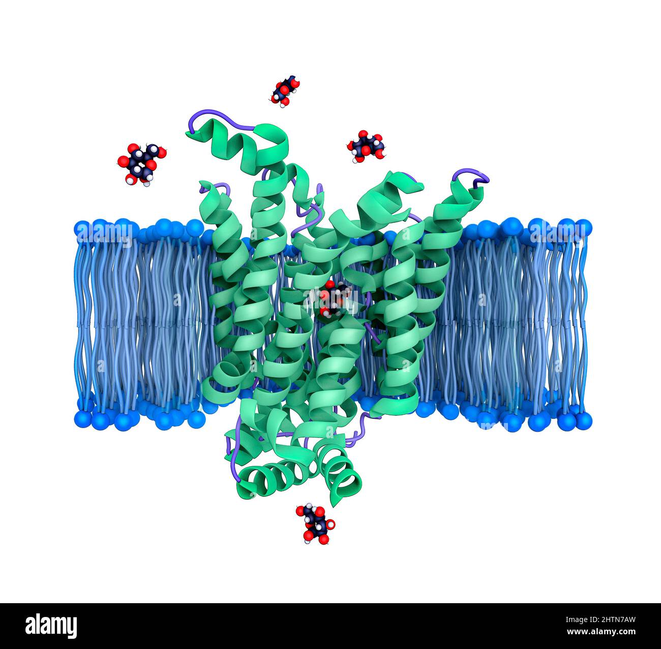 Glucose membrane transporter, molecular model Stock Photo Alamy