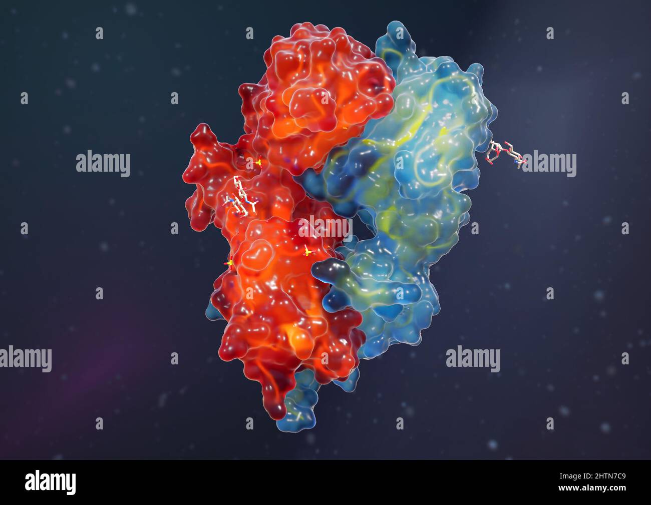 T cell receptor, illustration Stock Photo - Alamy