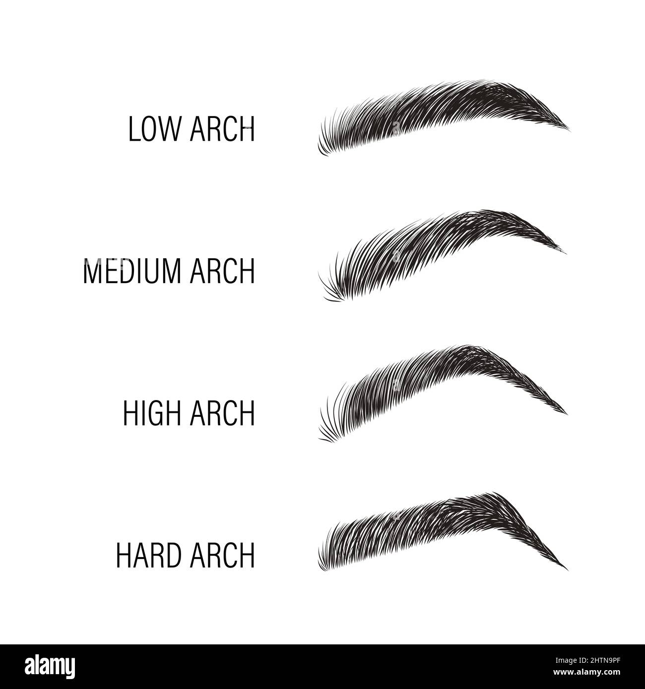 Female eyebrows. Various forms and types. Arch brows shapes. Linear vector Illustration in