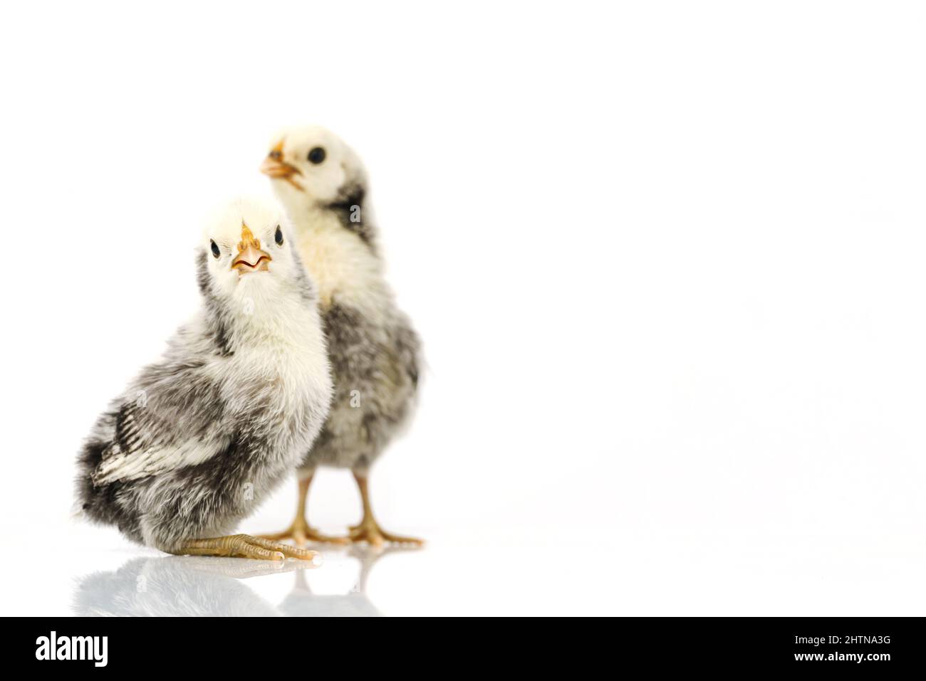 silver Sebright bantam hen isolated on white. Stock Photo