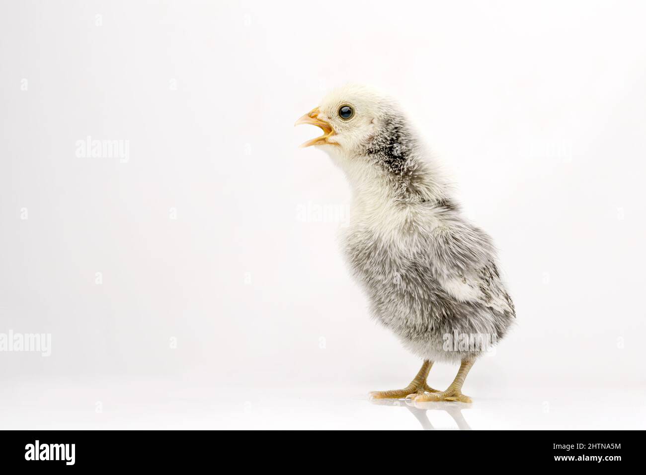 silver Sebright bantam hen isolated on white. Stock Photo