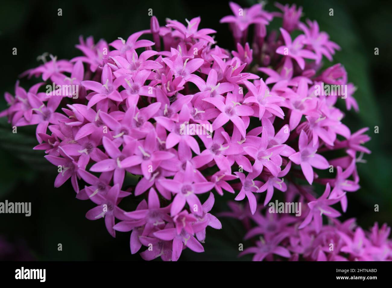 Close-up of beautiful purple flowers blooming in a park in Ho Chi Minh ...