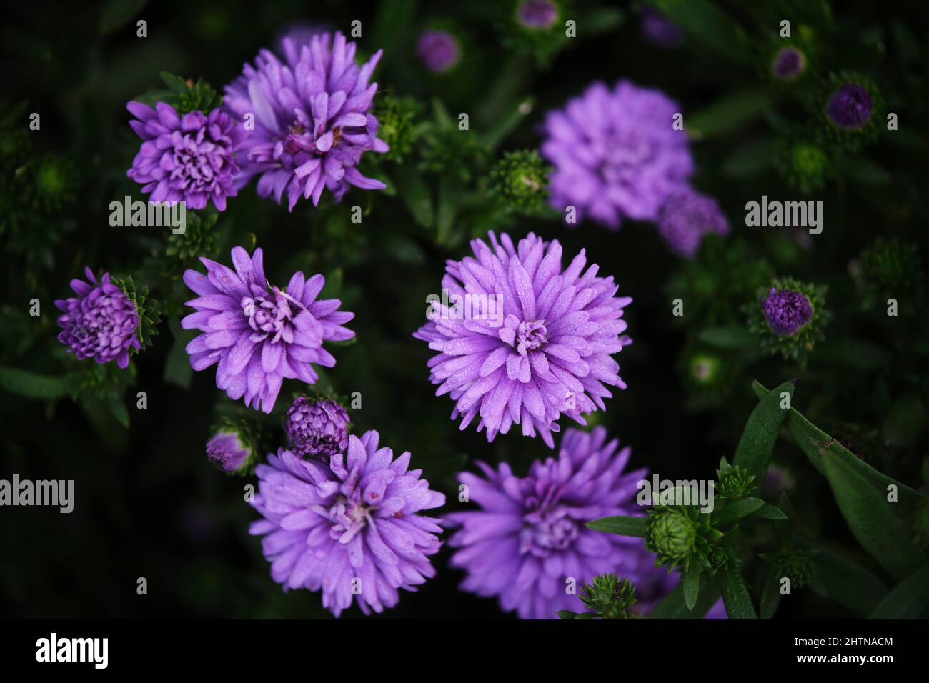 Close-up of beautiful purple flowers blooming in a park in Ho Chi Minh ...