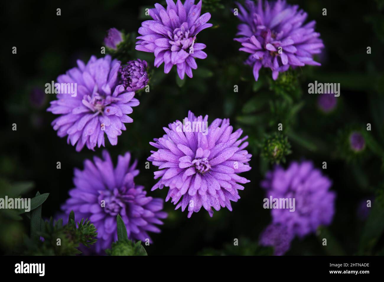 Close-up of beautiful purple flowers blooming in a park in Ho Chi Minh ...