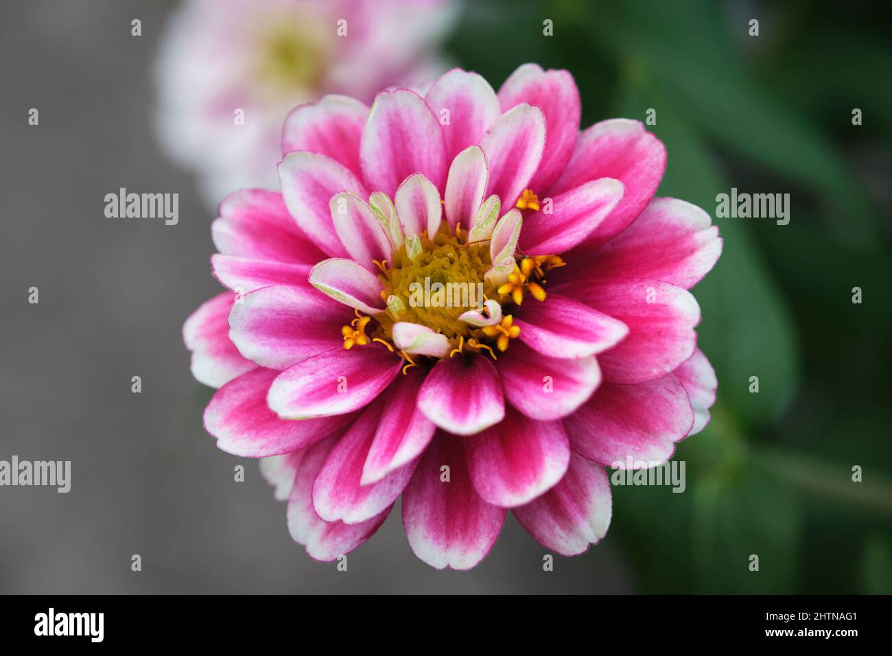 The gerbera daisies are beautiful, vibrant and bloom all year round