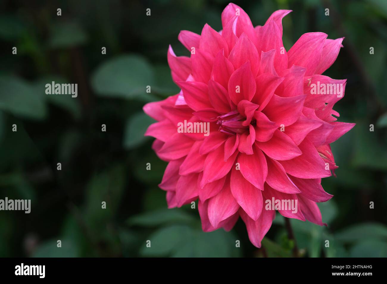 The beautiful dahlia is the national flower of Mexico Stock Photo