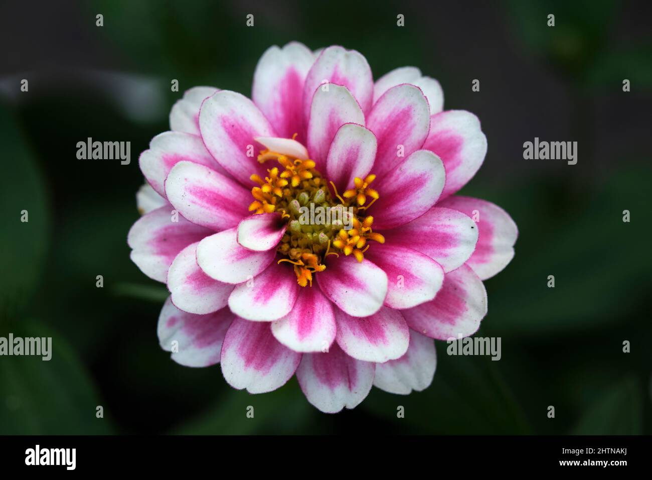 The gerbera daisies are beautiful, vibrant and bloom all year round