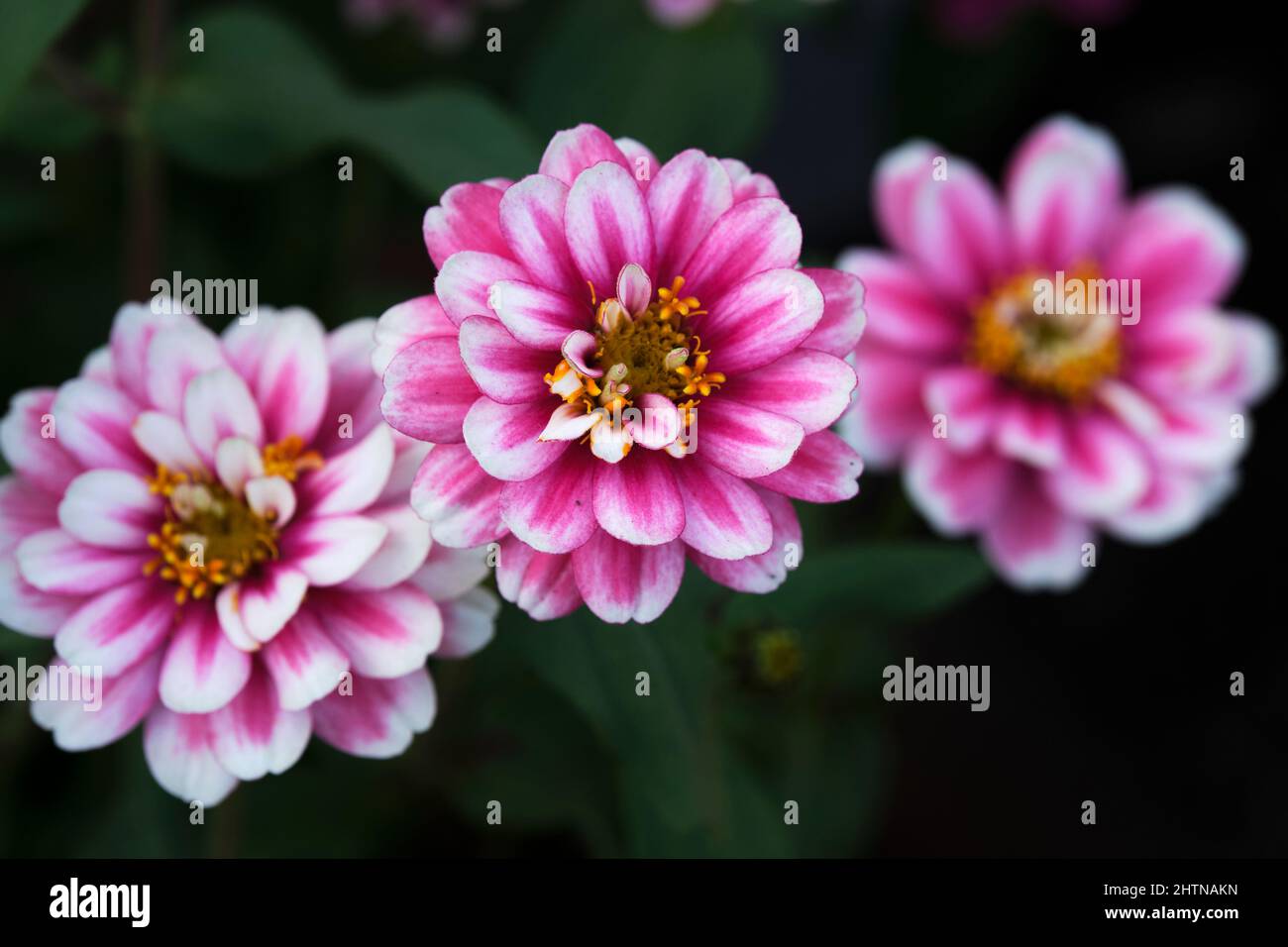 The gerbera daisies are beautiful, vibrant and bloom all year round