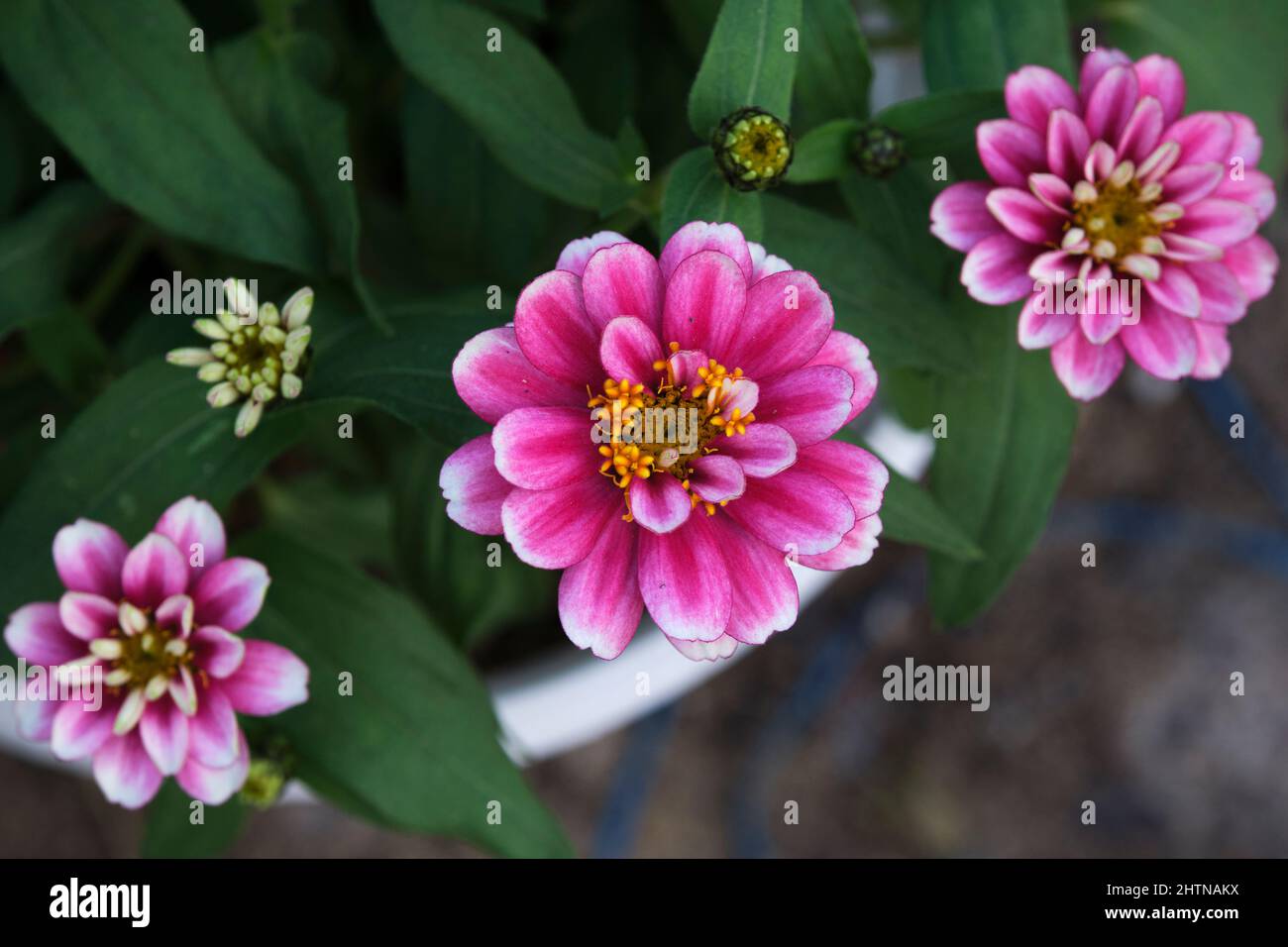 The gerbera daisies are beautiful, vibrant and bloom all year round