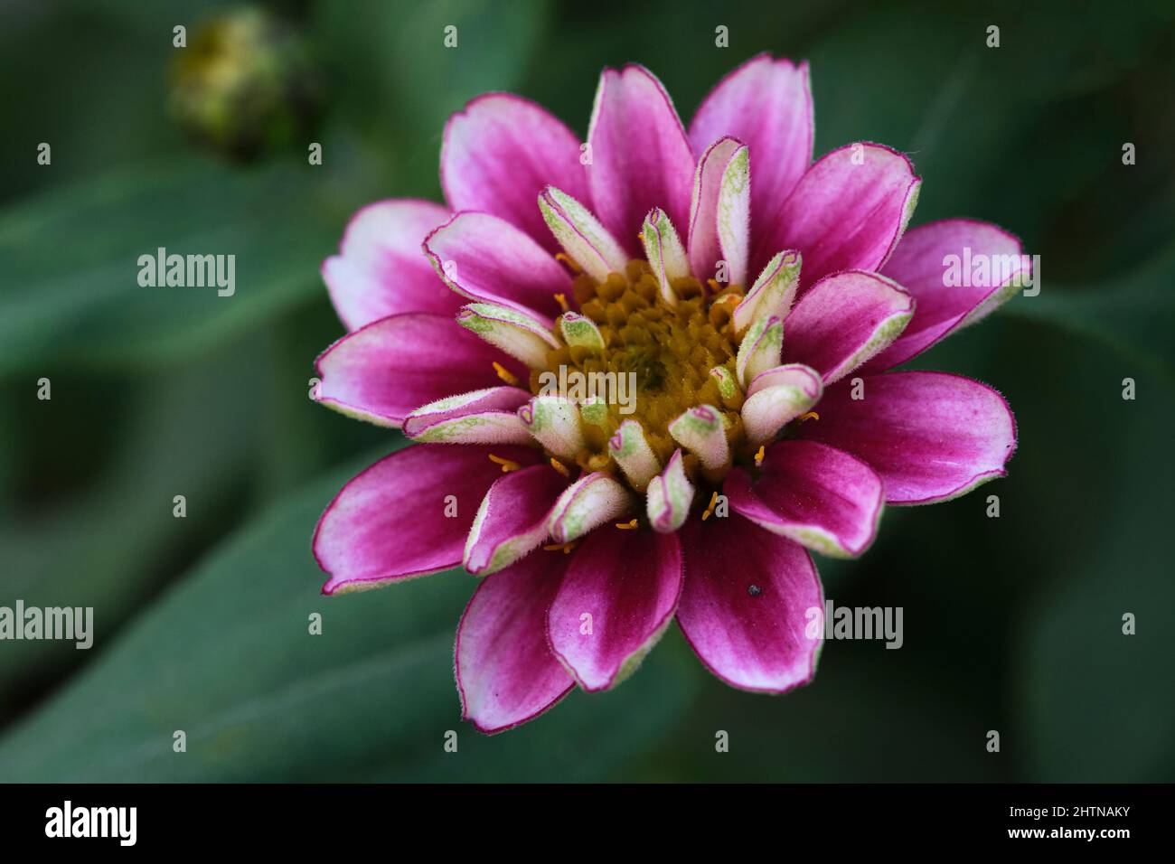The gerbera daisies are beautiful, vibrant and bloom all year round
