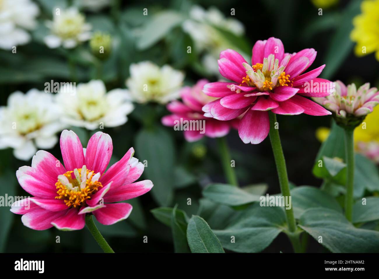 The gerbera daisies are beautiful, vibrant and bloom all year round