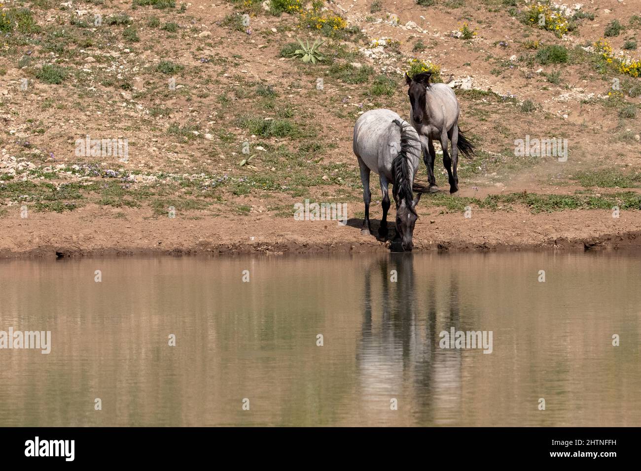 Two wild horses reflecting in the water while drinking at the waterhole in the Pryor Mountains wild horse range on the border of Montana in United Sta Stock Photo