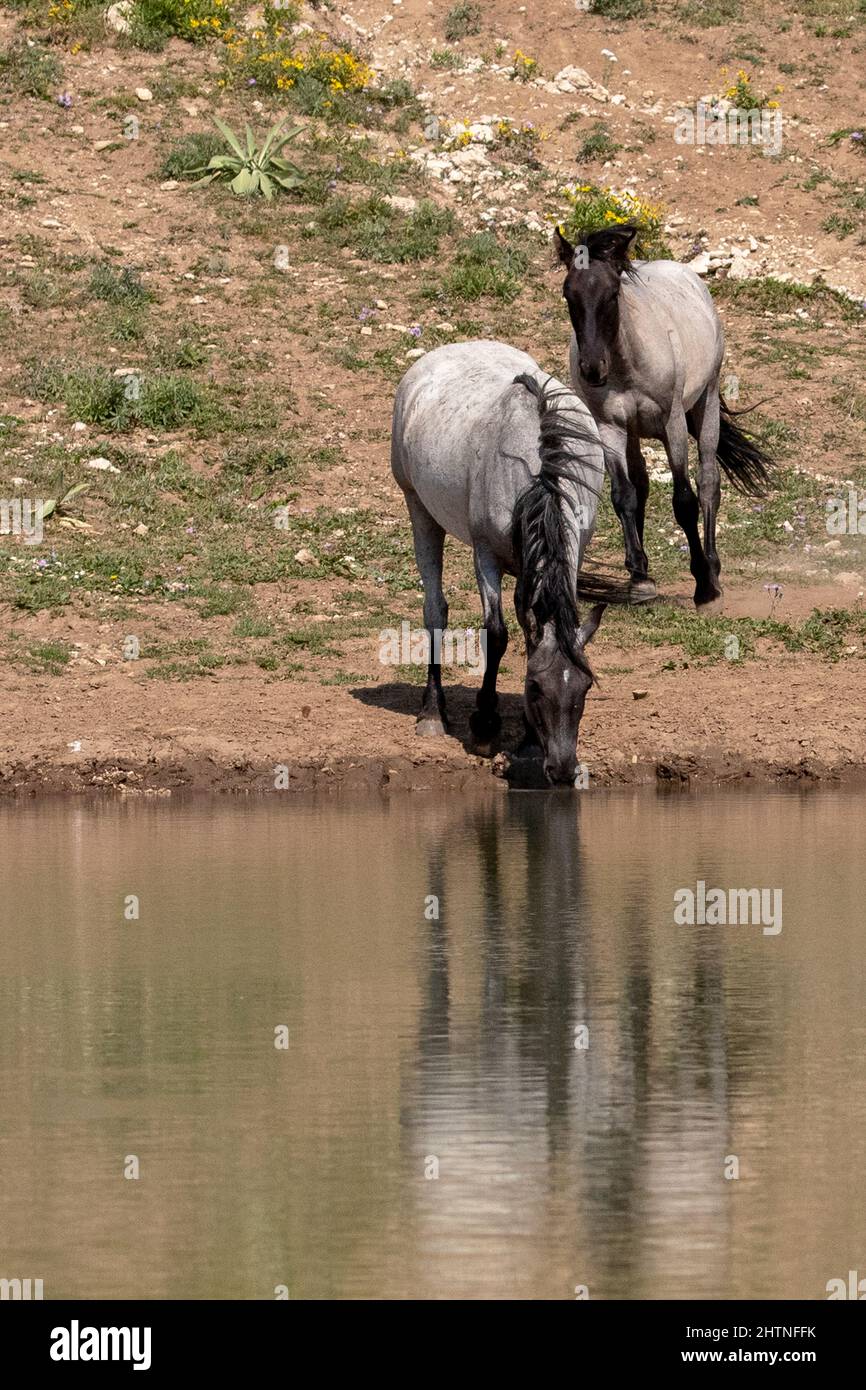 Blue roan wild horse mustangs reflecting in the water while drinking at the waterhole in the Pryor Mountains wild horse range on the border of Montana Stock Photo