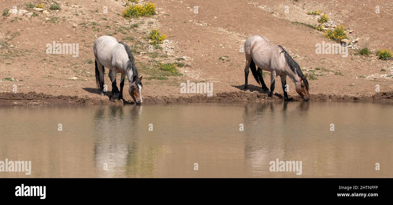 Red roan wild horses reflecting in the water while drinking at the waterhole in the Pryor Mountains in Montana  United States Stock Photo
