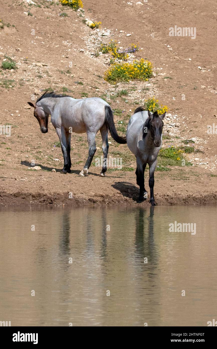 Young blue and red roan wild horses reflecting in the water while drinking at the waterhole in the Pryor Mountains wild horse range on the border of M Stock Photo