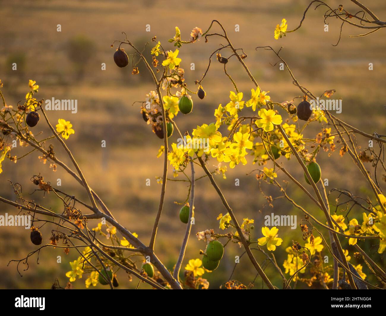 Flowers and seed pods of a Kapok Bush (Cochlospermum fraseri ) , Telegraph Hill, East Kimberley Stock Photo