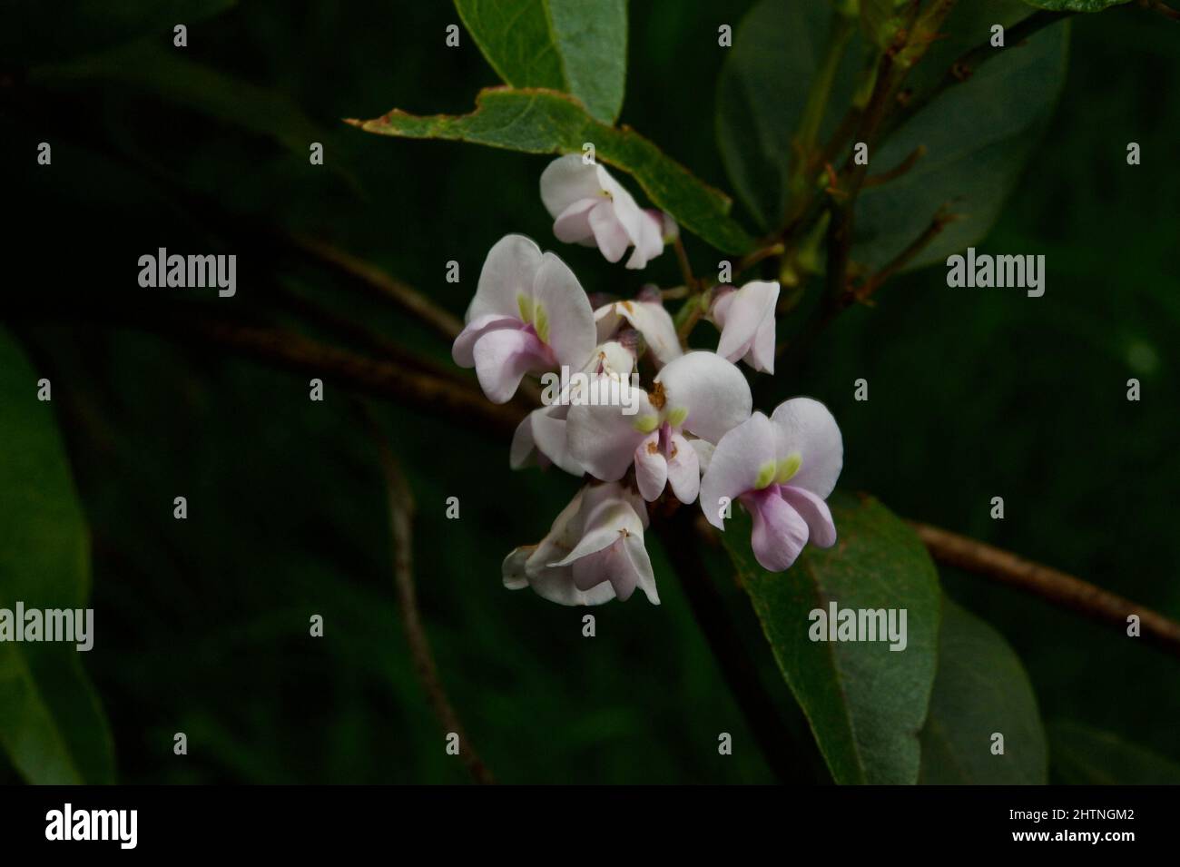 A not so purple Hardenbergia (Hardenbergia Violacea) - with pale pink flowers. Quite unusual - I had to double check this was really Hardenbergia. Stock Photo