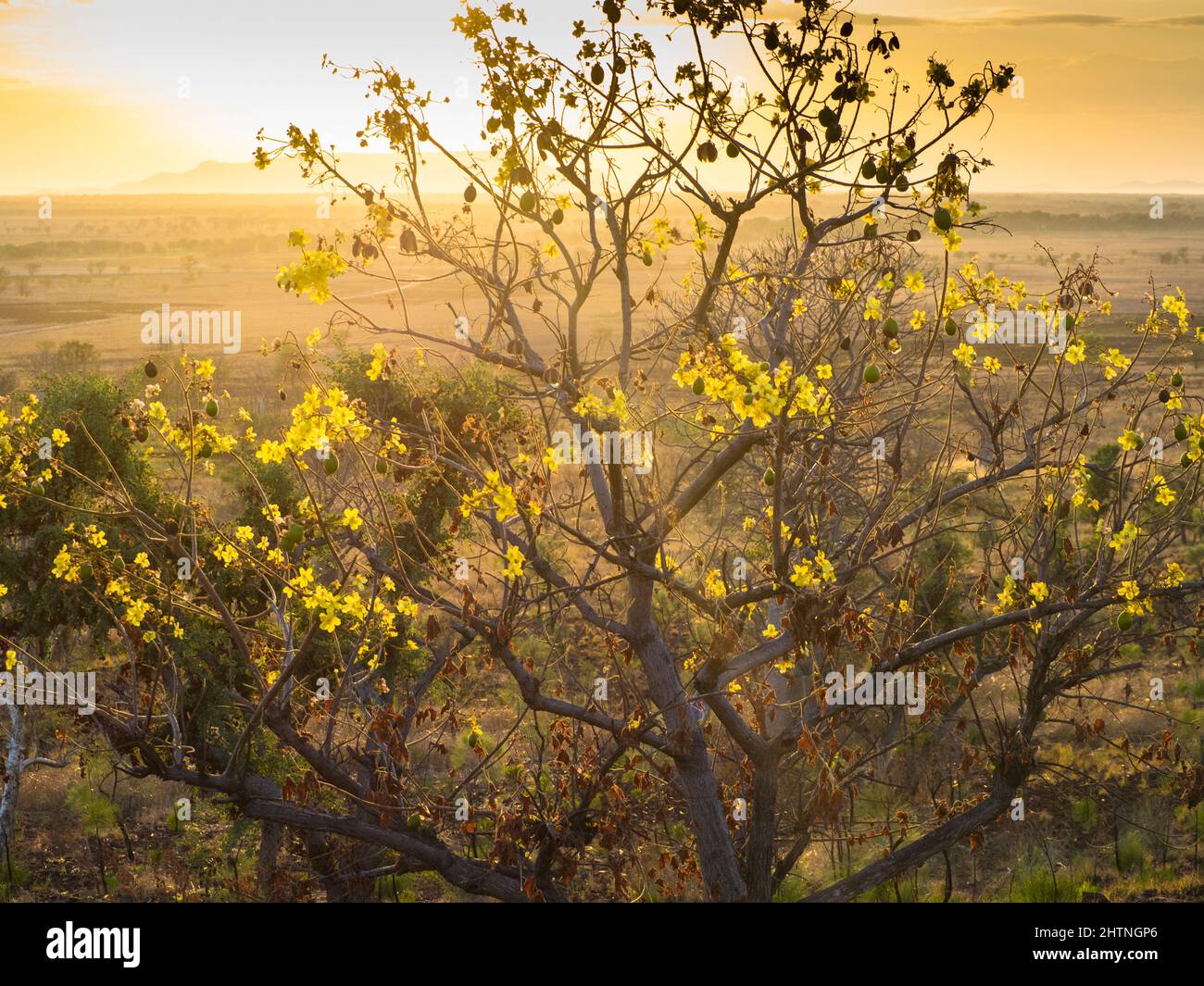 Kapok Bush (Cochlospermum fraseri ) , Telegraph Hill, East Kimberley Stock Photo
