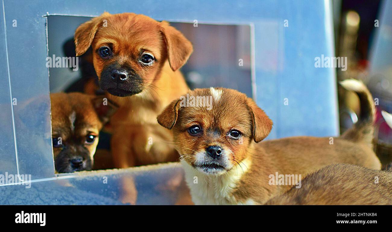 Family of Griffon Bruxellois cute pupppies Stock Photo