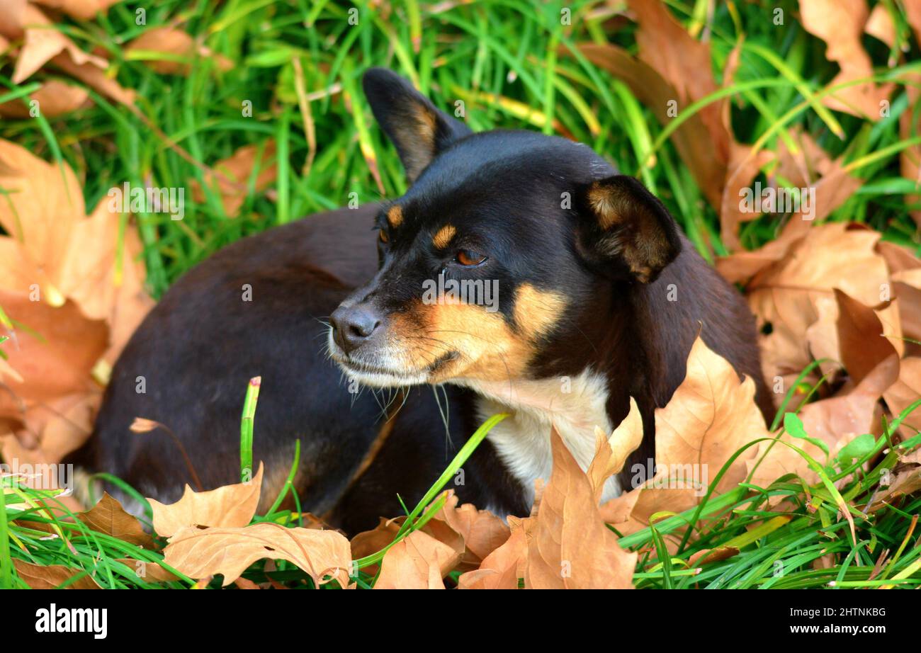 Rottweiler fall hi-res stock photography and images - Alamy