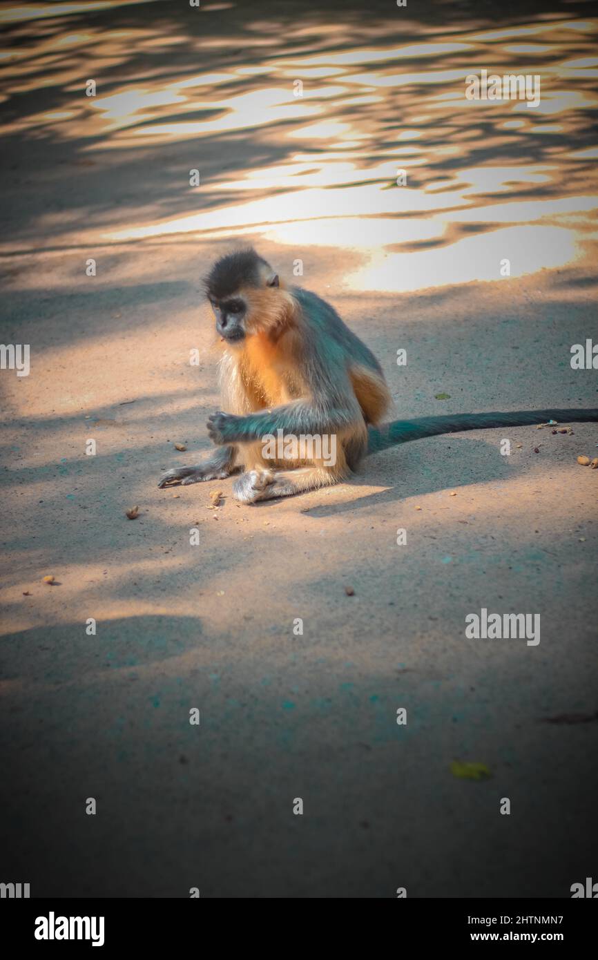 The beautiful monkey eating in the road. Stock Photo