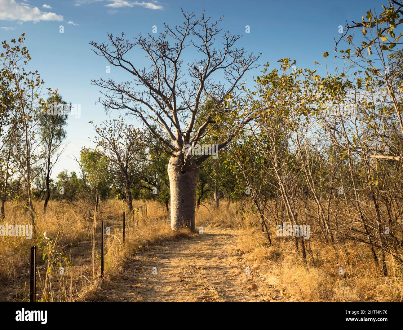 Boab Tree (Adansonia gregorii) along a station track, Parry Lagoons ...